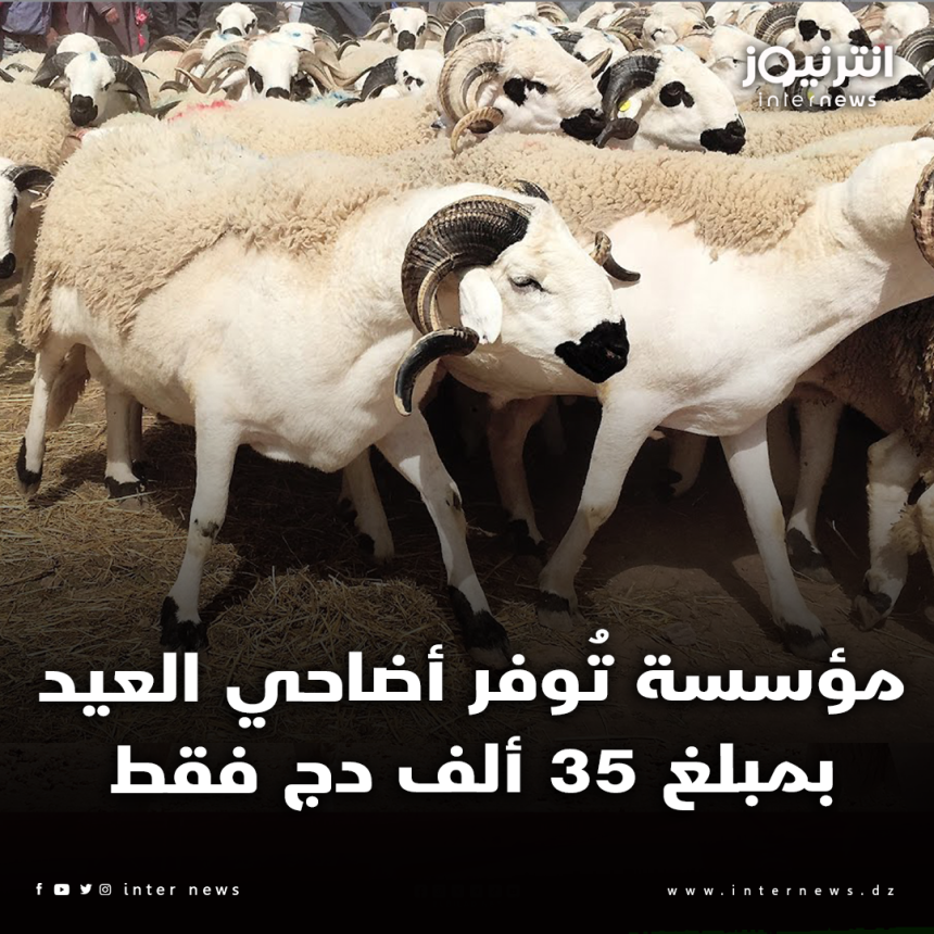 أضاحي العيد